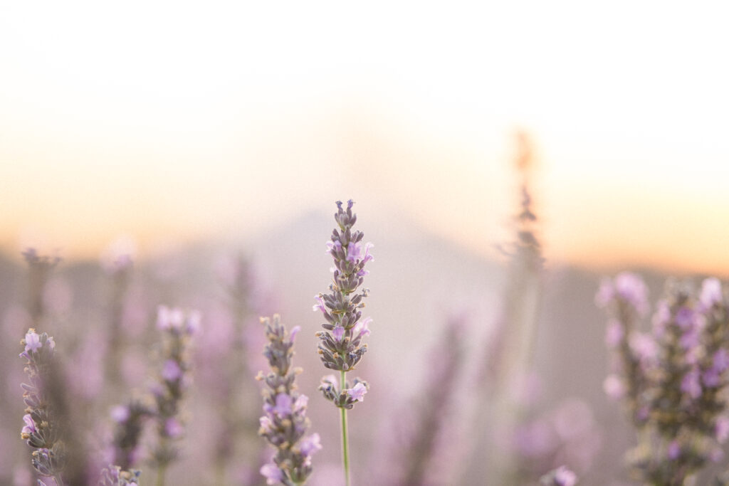 photographe valensole